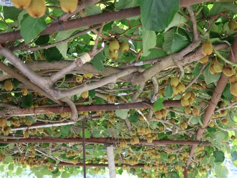 Pruning Overgrown Kiwi Vines - How To Prune Kiwi An Overgrown Kiwi