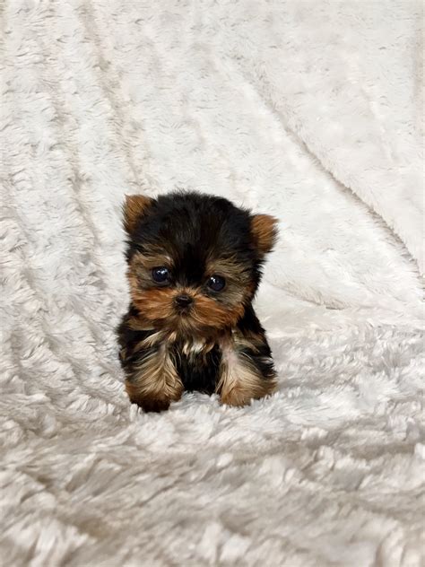 Extreme Micro Teacup Yorkie Puppy for Sale! Los angeles breeder | iHeartTeacups