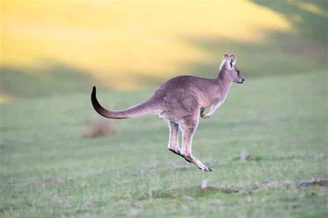 14 Animals That Hop (Jump Length & Pictures)