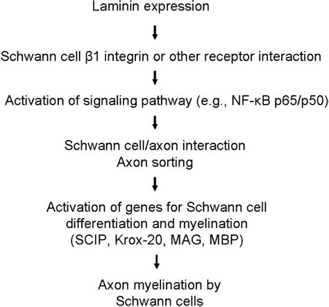 Model of laminin function in peripheral nerve myelination. During... | Download Scientific Diagram