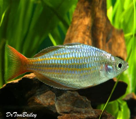 Rainbowfish