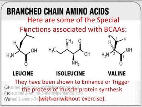 Paleo Proteins Perfected: Video 3 of 11; Benefits of Branched Chain Amino Acids