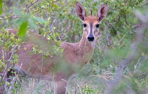 Common Duiker | The Animal Facts | Appearance, Diet, Habitat, Behavior