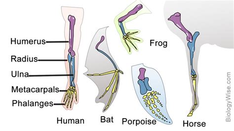 Examples of Homologous Structures That Reveal Our Shared Ancestry | Oxford books, Evolution, Example