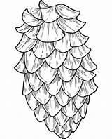 Pine Cone coloring Page  ColouringPages sketch template