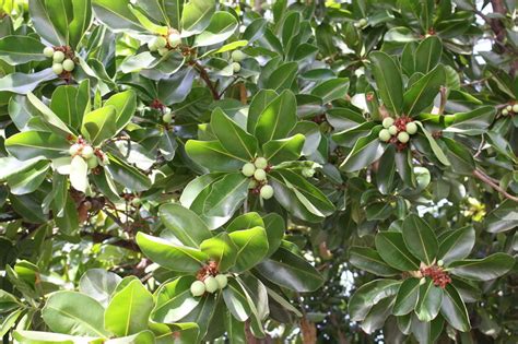 Macadamia Nut Tree SEEDS 3 Big Seeds Macadamia integrifolia | Etsy