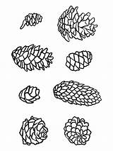 Pine Cone coloring Pages sketch template