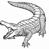 Caiman Coloring Pages  ColoringBay sketch template