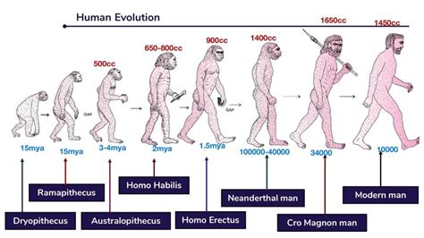 Course of evolution of modern man - Online Science Notes