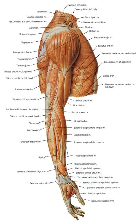 muscles of the shoulder, the arm and the forearm lateral view | Athletic training in 2019 | Arm ...