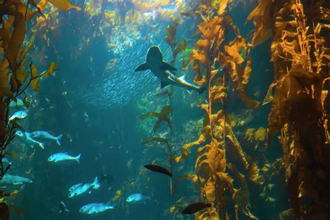 Kelp Forest with Shark Photograph by Bonnie Follett | Fine Art America