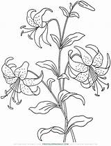 Free Easter Lily Coloring  Daily sketch template