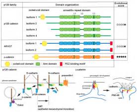 Cadherin/catenin signaling in developmental biology and pathology