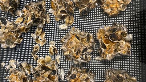 Rutgers Awarded $12.6 Million Grant to Create Oyster Habitat for Coastal Resilience | Rutgers ...