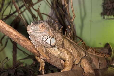 Are Iguanas Good With Dogs