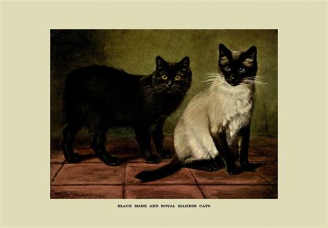 Cats Vintage Painting Free Stock Photo - Public Domain Pictures