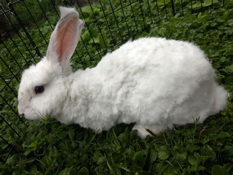 Angora rabbit Rabbits For Sale | Racine, WI #307690