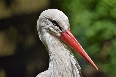 Birds With Long Pointed Beaks | The Garden and Patio Home Guide