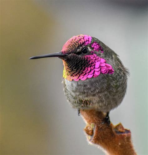 Pacific northwest hummingbirds Photograph by Allene Long - Pixels