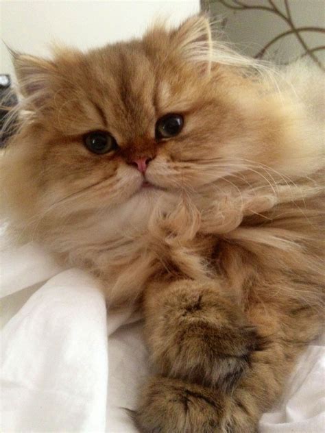 Atticus BitsyBottom - Shaded Golden Teacup Persian Teacup Persian Cats, Persian Kittens, Orange ...