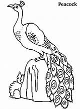 Printable Peacock Coloring Pages sketch template