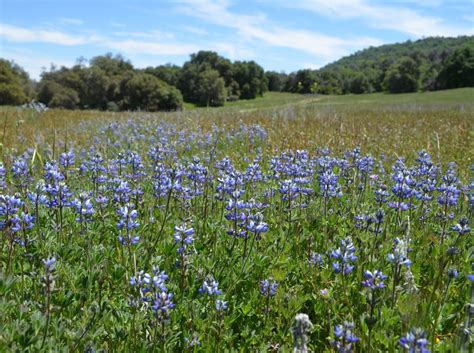 Bicolor Lupine Seeds (Lupinus bicolor) — Northwest Meadowscapes