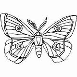 Moth Printable Coloring Page Free To Download And Print Quilt  sketch template