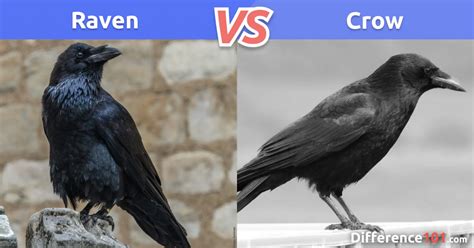 Raven vs. Crow: Key Differences, Pros & Cons, FAQ | Difference 101