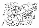 Branch Grapes Coloring Page  Free Printable Pages sketch template