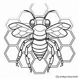 Honeycomb Coloring Pages  Free & Printable sketch template