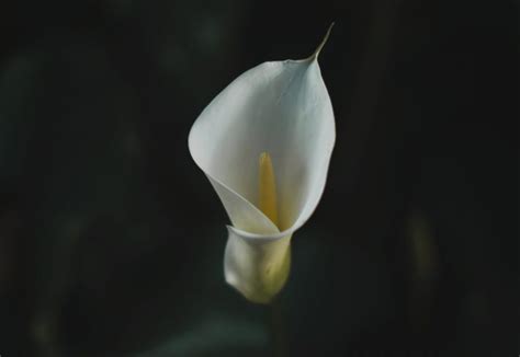 What is the Meaning of a Calla Lily? Symbolism & Facts of Calla Lilies