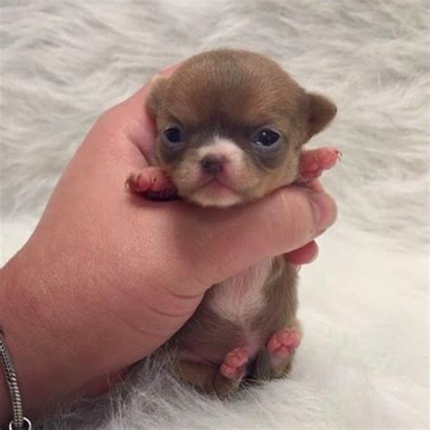 The Tiniest Teacup Dogs | Cute chihuahua, Tiny dog breeds, Cute puppies