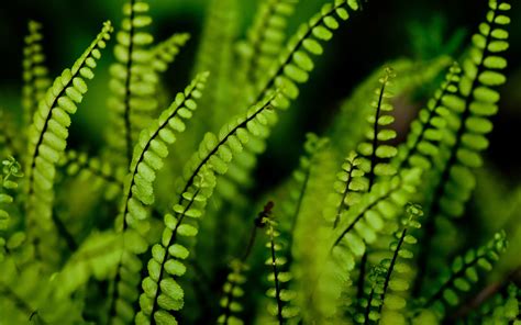 Fern wallpaper | 2560x1600 | #84057