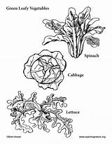 Vegetable Coloring Page sketch template