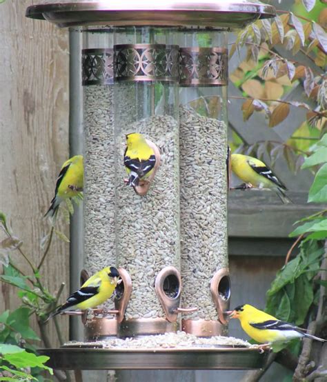 5 Best Finch Feeders (For Thistle & Nyjer Seeds) in 2023 - Love The Birds