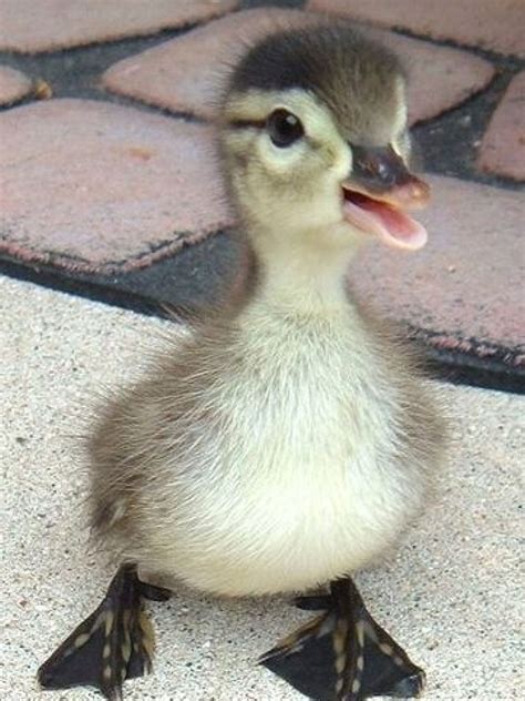 Baby duck | Cute ducklings, Fluffy animals, Cute animals