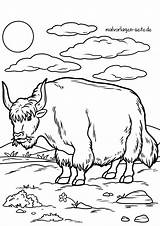 Malvorlage Yak  Ausmalbild Kostenlos Herunterladen sketch template