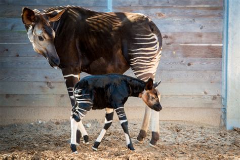 Celebrate World Okapi Day with Us: What is an Okapi? - The Houston Zoo