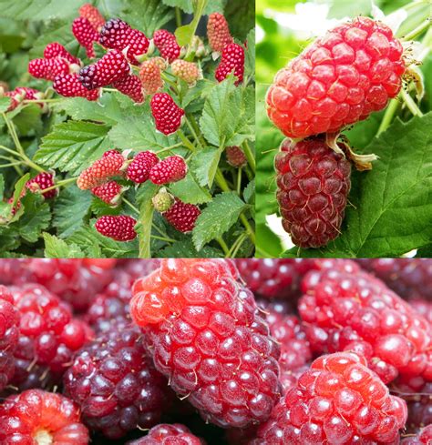 Loganberry Fruit Plant | Carbeth Plants