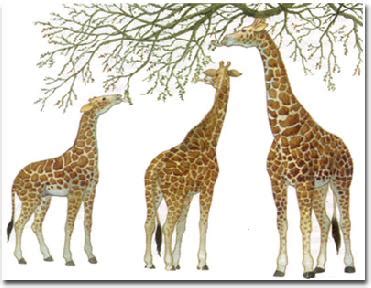 Warm-Up: How did giraffes evolve to have long necks? - fowlerbiology