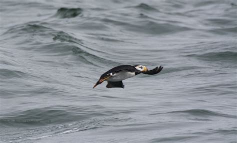 Horned Puffin | Horned Puffin - Fratercula corniculata - Ипа… | Flickr