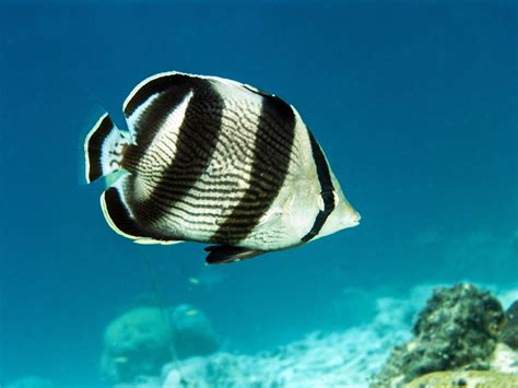 Banded Butterflyfish - Oceana