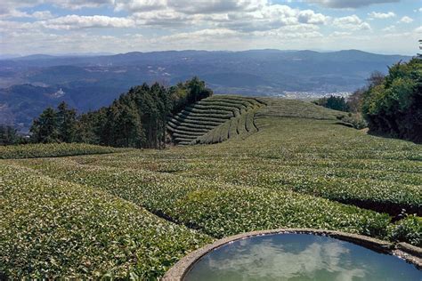 A Day in Japanese Tea Country: Visiting a Tea Farm Near Kyoto, Japan ...