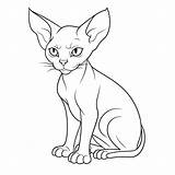 Vector Sphynx Cat Coloring Pages Books And Patterns Free Of  sketch template