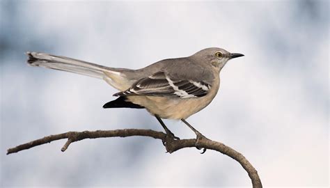 6 Fascinating Facts About State Birds - Birds and Blooms