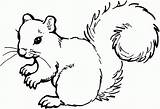 Squirrel Coloring Pages For Preschool Page  sketch template