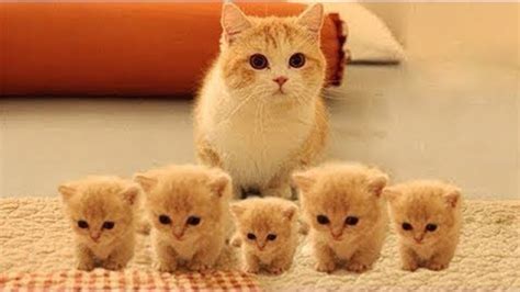 😇😻 10 caring and devoted animal moms in the world - YouTube