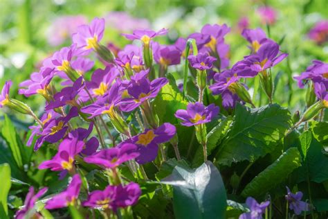 February Birth Flowers: Primrose and Violet | What Do They Mean? | The Old Farmer's Almanac