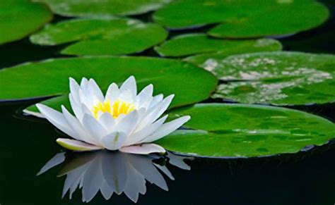 Lotus Flower Information