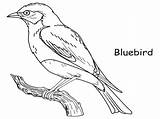 Blue Bird Coloring Page sketch template